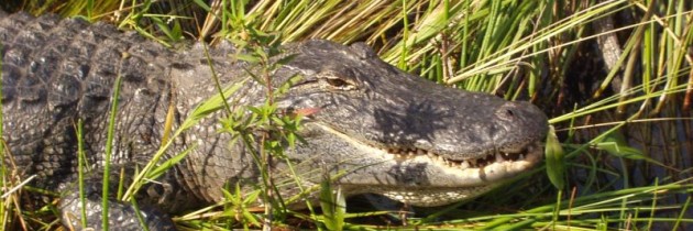 Foto der Woche – Everglades, Florida